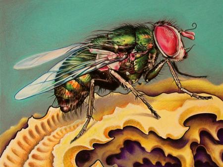 Tattoos - Fly Colored Pencil Drawing - 79686